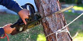 Best Utility Line Clearance  in Tuckerton, NJ