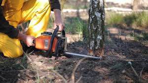 Professional Tree Services in Tuckerton, NJ