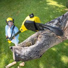 Best Storm Damage Tree Cleanup  in Tuckerton, NJ