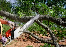 Tree and Shrub Care in Tuckerton, NJ