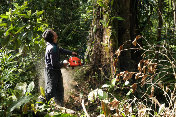 Best Hazardous Tree Removal  in Tuckerton, NJ