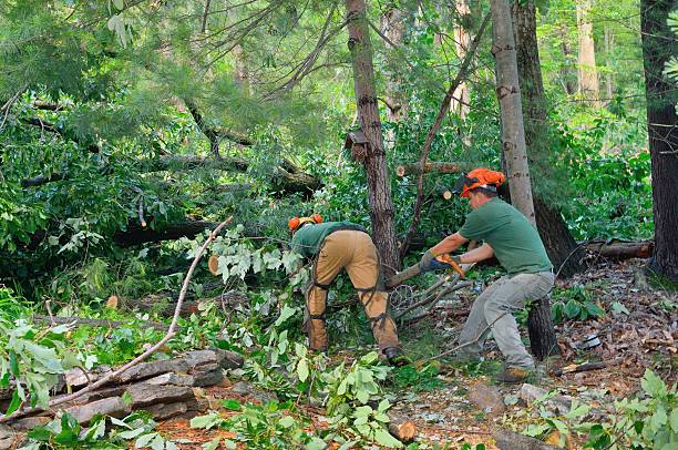 Best Weed Control  in Tuckerton, NJ