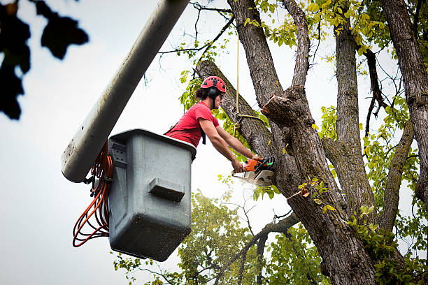 Best Emergency Tree Removal  in Tuckerton, NJ