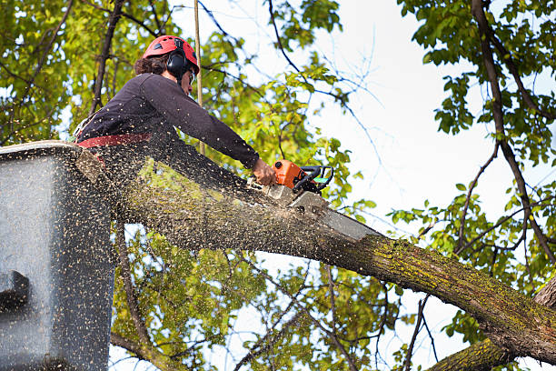 Best Firewood Processing and Delivery  in Tuckerton, NJ