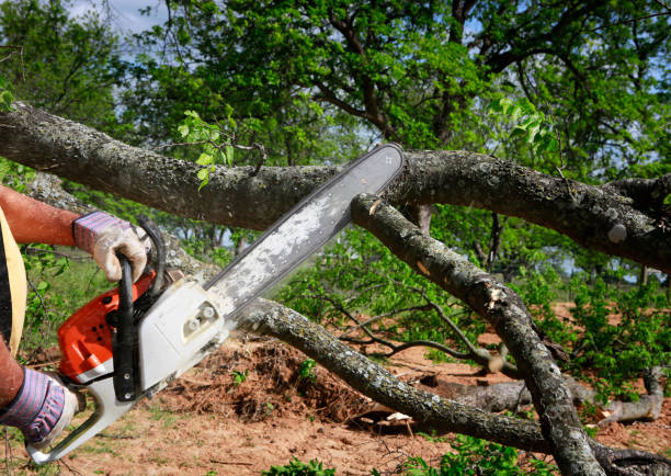 Best Tree Preservation Services  in Tuckerton, NJ